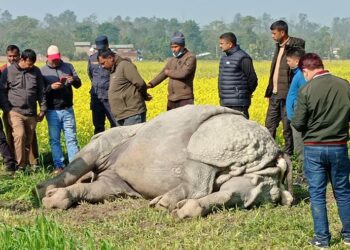 Male Rhino Found Dead In Chitwan
