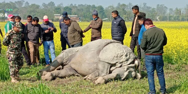 Male Rhino Found Dead In Chitwan