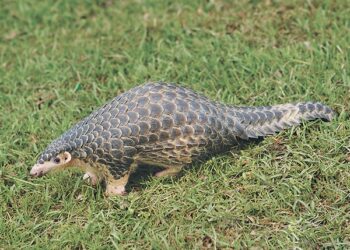 रामेछापमा सालकको खपडा सहित २ जना पक्राउ, यसको मुल्य कति छ ? किन बिक्रि हुन्छ ?