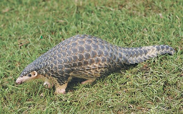 रामेछापमा सालकको खपडा सहित २ जना पक्राउ, यसको मुल्य कति छ ? किन बिक्रि हुन्छ ?