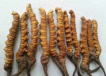 यार्सागुम्बा संकलनका लागि अनुमति अनिवार्य