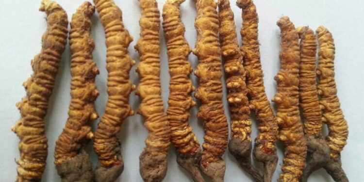 यार्सागुम्बा संकलनका लागि अनुमति अनिवार्य