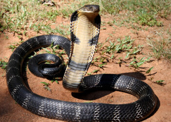 सर्पले डसेर एकजनाको मृत्यु, एकजना अस्पतालमा उपचार हुदै