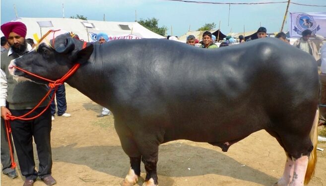 भारतबाट आएको ‘मुर्रा’लाई अमेरिका र अष्ट्रेलियाको घाँस !