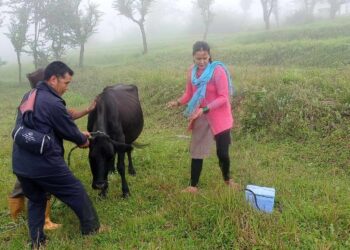 बाम्तीमा लम्पी स्किन रोग नियन्त्रणको भ्याक्सिन अन्तिम चरणमा