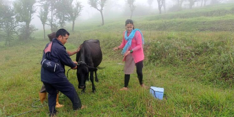 बाम्तीमा लम्पी स्किन रोग नियन्त्रणको भ्याक्सिन अन्तिम चरणमा